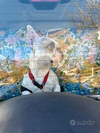 Bulldog francese X monta