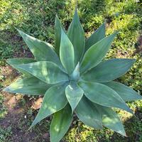 AGAVE ATTENUATA