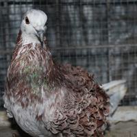 Colombi ricciuti piccioni ricci