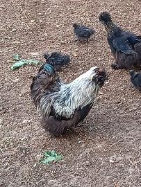 Gallo e Pulcini moroseta