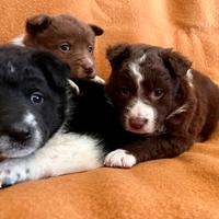 Cuccioli australiani con border collie