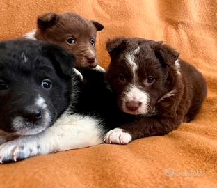 Cuccioli australiani con border collie