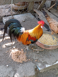 Coppia gallinelle Phoenix