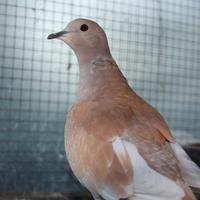 Tortore dal collare e pezzate ,bianche