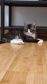 Gattini incrocio Maine coon cuccioli