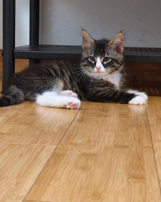 Gattini incrocio Maine coon cuccioli