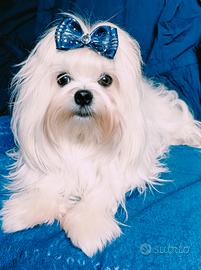 Maltese con pedigree ENCI per monta