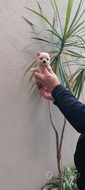 Cuccioli di chihuahua mini