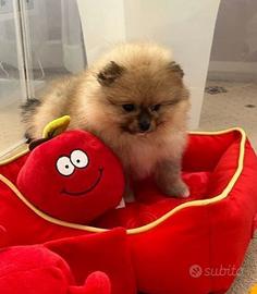 Cuccioli spitz pomerania maschi femmine
