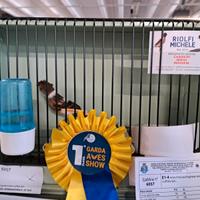 Canarino arlecchino portoghese