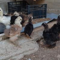 Pulcini gallina Moroseta