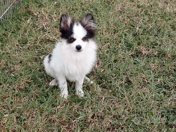 Cucciolo di volpino