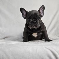 Cuccioli di Bouledogue Francais