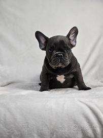 Cuccioli di Bouledogue Francais