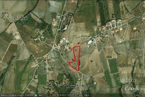 Terreno con ulivi