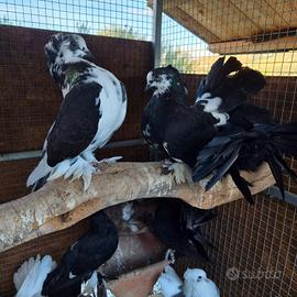 colombe pavoncelle indiane 