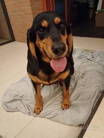 Segugio di 10 anni buono e dolce adatto a tutti