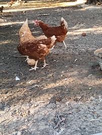Galline