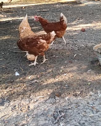 Galline
