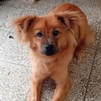 Cane femmina 5 mesi