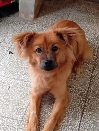 Cane femmina 5 mesi