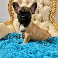 Cuccioli di bouledogue dulldog francese