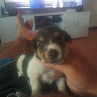 Cucciolo jack Russell