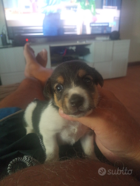 Cucciolo jack Russell