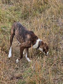 Cane da caccia