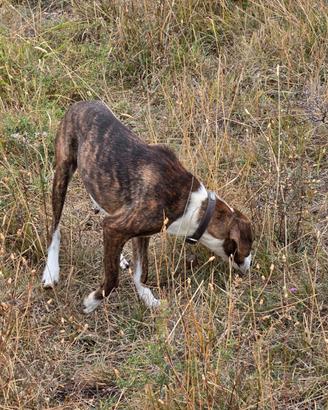 Cane da caccia