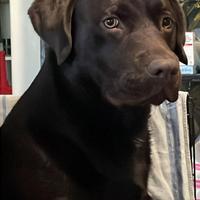 Labrador retriver chocolate accoppiamento