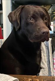 Labrador retriver chocolate accoppiamento
