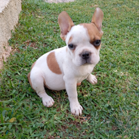 Bulldog francese maschio bianco fulvo
