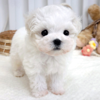 Cucciolo di maltese