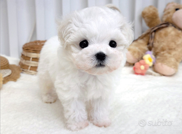 Cucciolo di maltese