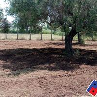 Terreno agricolo - Fondi
