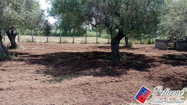 Terreno agricolo - Fondi