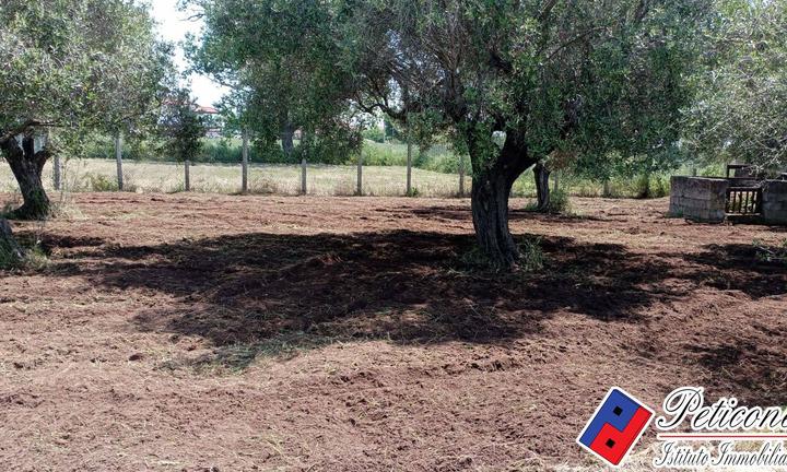Terreno agricolo - Fondi