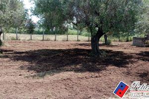 Terreno agricolo - Fondi