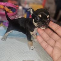 Chihuahua mini cucciola con pedigree ENCI