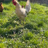 Gallo