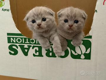 Cucciola Scottish fold