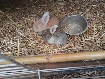 Conigli nani testa di Ariete