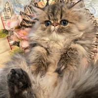 Gatto persiano con pedigree alta genealogia