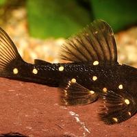 Coppie riproduttive Ciclidi e Channa