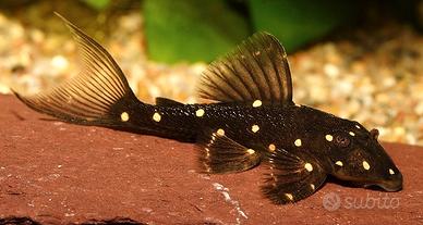 Coppie riproduttive Ciclidi e Channa