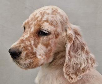 Setter Inglese 