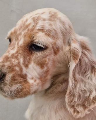 Setter Inglese 