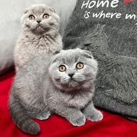 Gatto