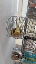 Canarino da canto malinios